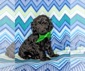 Cock-A-Poo-Poodle (Miniature) Mix Puppy for sale in LINCOLN UNIVERSITY, PA, USA