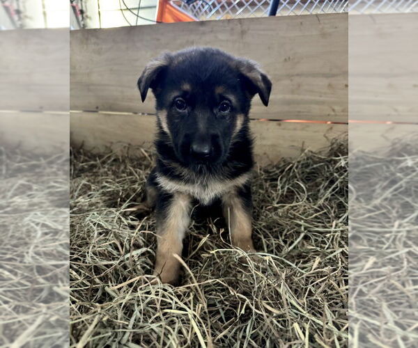 Medium Photo #4 German Shepherd Dog Puppy For Sale in Brewster, NY, USA