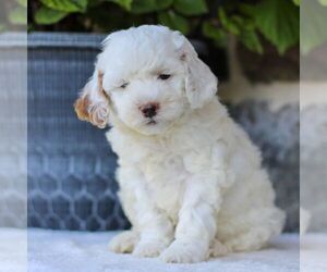 Goldendoodle (Miniature) Puppy for sale in EAST EARL, PA, USA