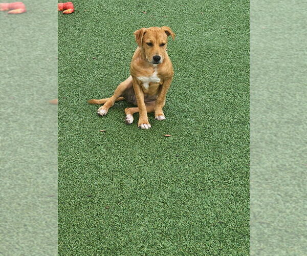 Medium Photo #5 Labrador Retriever-Unknown Mix Puppy For Sale in oakland, FL, USA