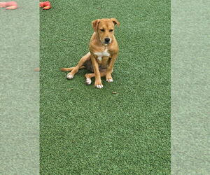 Anna - Female Labrador Retriever-Unknown Mix Dog for Adoption - Photo #5