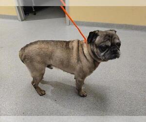 Pug Dogs for adoption in Orange, CA, USA