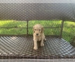 Small Photo #1 Goldendoodle Puppy For Sale in JACKSONVILLE, FL, USA