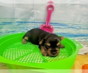 Morkie Puppy for Sale in CASSVILLE, Missouri USA