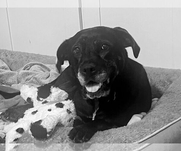 Medium Photo #30 Boxer-Unknown Mix Puppy For Sale in Mount Laurel, NJ, USA