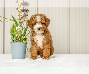 Poodle (Miniature) Puppy for sale in ADAMSVILLE, OH, USA