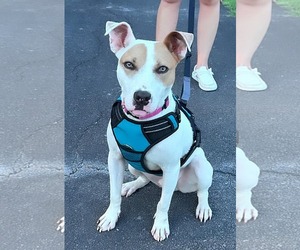 Jack Russell Terrier-Unknown Mix Dogs for adoption in Calhoun, GA, USA