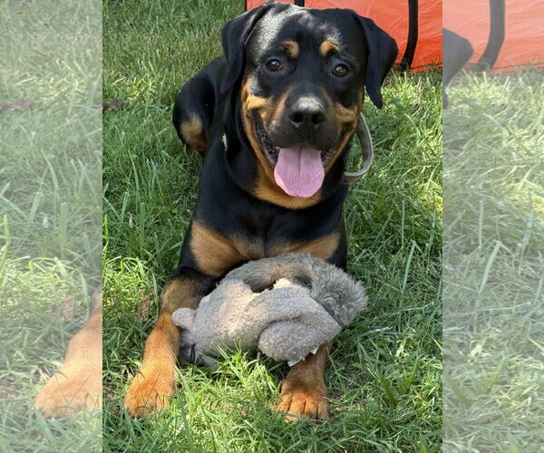 Medium Photo #2 Rottweiler Puppy For Sale in Mooresville, NC, USA