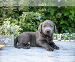 Small Photo #16 Labrador Retriever Puppy For Sale in BLUFFTON, IN, USA