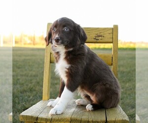 Aussie-Poo Puppy for sale in ARTHUR, IL, USA