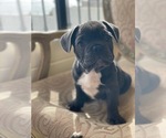 Small Photo #16 French Bulldog Puppy For Sale in CHULA VISTA, CA, USA