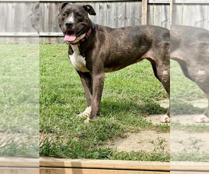 Mutt Dogs for adoption in Springdale, PA, USA