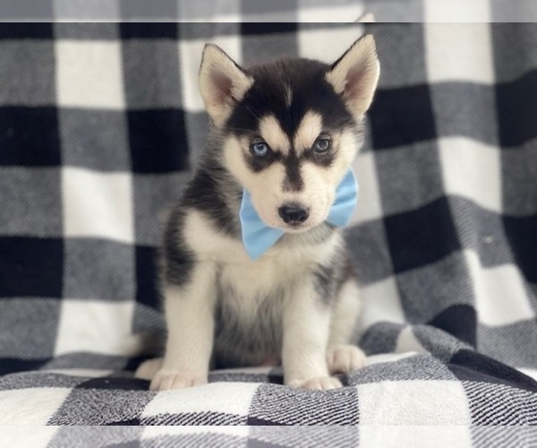 Medium Photo #5 Siberian Husky Puppy For Sale in LAKELAND, FL, USA