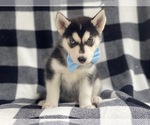 Small Photo #5 Siberian Husky Puppy For Sale in LAKELAND, FL, USA