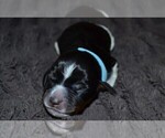 Small Photo #44 English Springer Spaniel Puppy For Sale in LITCHFIELD, MN, USA