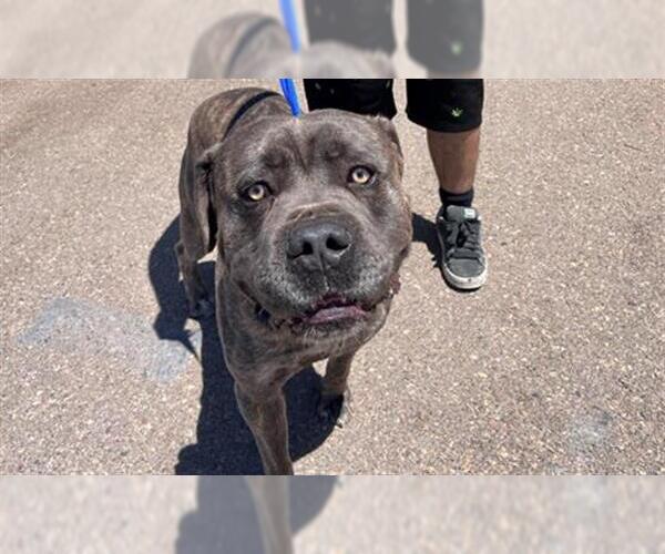 Medium Photo #1 Mastiff Puppy For Sale in Chula Vista, CA, USA