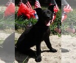 Small #2 German Shepherd Dog