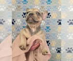 Small Photo #5 French Bulldog Puppy For Sale in SPRING, TX, USA