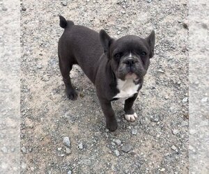 French Bulldog Puppy for Sale in LANCASTER, Pennsylvania USA