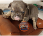 Small Photo #16 French Bulldog Puppy For Sale in MANHATTAN, NY, USA