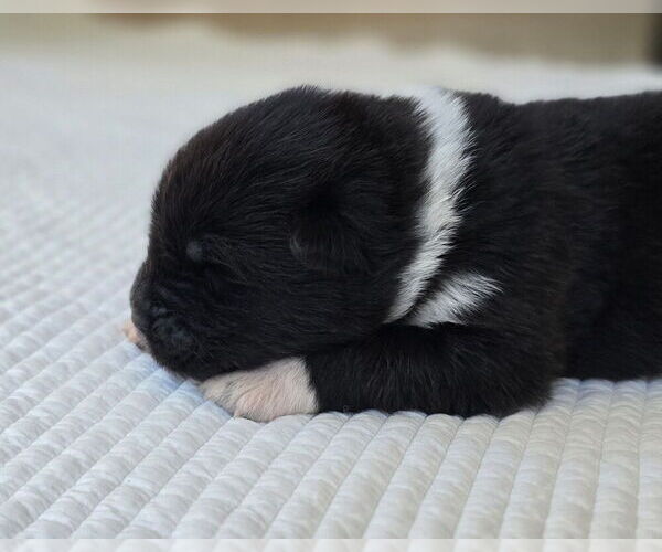 Medium Photo #6 Akita Puppy For Sale in STRAFFORD, MO, USA