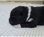 Small #5 Akita
