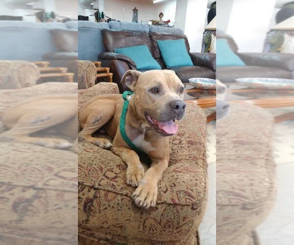 Medium Photo #4 American Pit Bull Terrier-Unknown Mix Puppy For Sale in St. Augustine, FL, USA