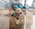 Small #3 American Pit Bull Terrier Mix