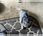 Small #2 Australian Cattle Dog