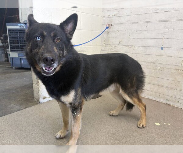 Medium Photo #1 German Shepherd Dog-Unknown Mix Puppy For Sale in San Bernardino, CA, USA