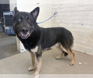 German Shepherd Dog-Unknown Mix Dogs for adoption in San Bernardino, CA, USA