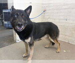 Small German Shepherd Dog Mix