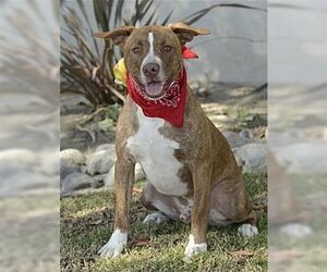 Apache - Male American Staffordshire Terrier-Labrador Retriever Mix Dog for Adoption - Photo #3