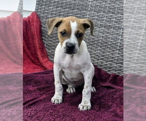 Staffordshire Bull Terrier-Unknown Mix Dogs for adoption in House Springs, MO, USA