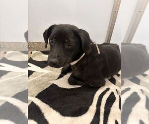 Labrador Retriever-Unknown Mix Dogs for adoption in Calgary, Alberta, Canada