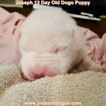 Small Photo #36 Dogo Argentino Puppy For Sale in PINEVILLE, MO, USA