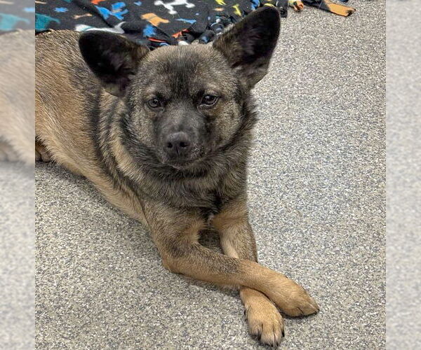 Medium Photo #3 Mutt Puppy For Sale in Huntley, IL, USA