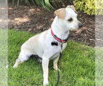 Small #4 Chihuahua Mix