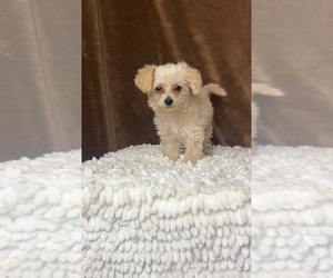 Maltipoo Puppy for Sale in MARTINSVILLE, Indiana USA