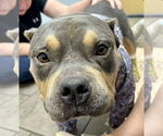 Small #3 American Pit Bull Terrier Mix