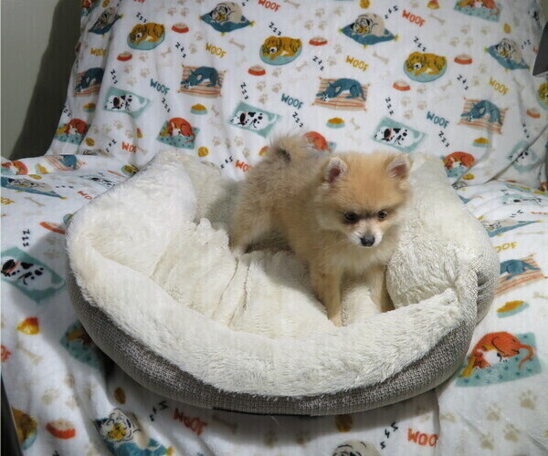 Medium Photo #4 Pomeranian Puppy For Sale in COOKEVILLE, TN, USA