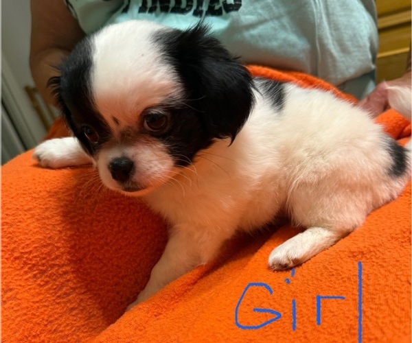 Medium Photo #7 ShiChi Puppy For Sale in FORTSON, GA, USA
