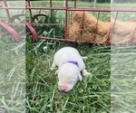 Small #2 Labrador Retriever