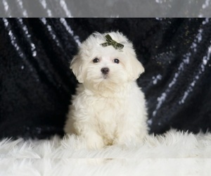 Medium Maltipoo (Miniature)