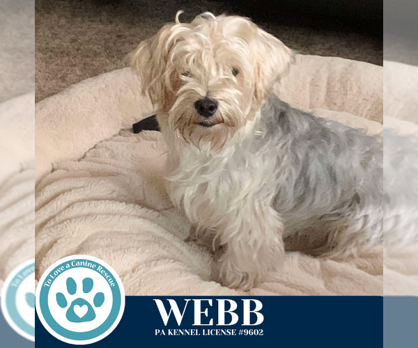 Medium Photo #3 Maltese-Unknown Mix Puppy For Sale in Kimberton, PA, USA