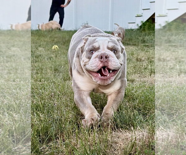 Medium Photo #1 Mutt Puppy For Sale in Dumont, NJ, USA