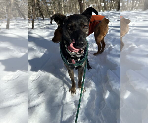 Medium Photo #4 Mutt Puppy For Sale in Wakefield, RI, USA