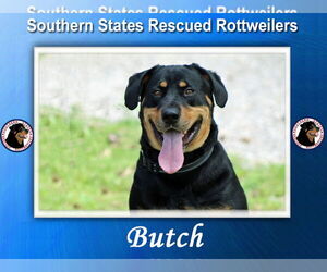 Rottweiler-Unknown Mix Dogs for adoption in White Hall, AR, USA