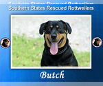 Small Rottweiler Mix