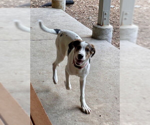 Medium Photo #1 Aussie Siberian Puppy For Sale in South Lake Tahoe, CA, USA